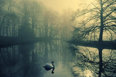The white swan loneliness 1280×800