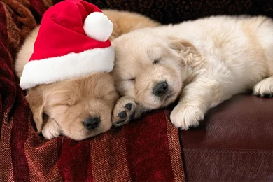 Free Images Of Puppies   Litle Pups