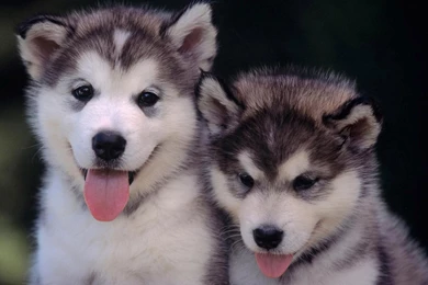 Download Husky Puppy Wallpapers For Windows