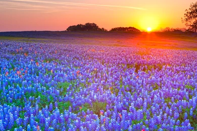 Texas Desktop Wallpapers   HD Wallpaper Backgrounds Of Your Choice