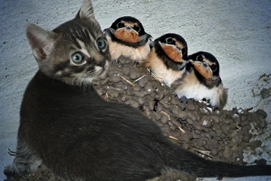 Unbelievable Discovery   (