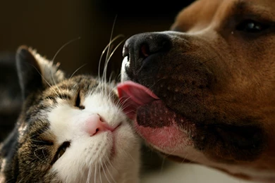 UnBelievable Love Cats And Dogs 4K Wallpapers