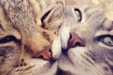Tender Cats In Love Free Desktop Backgrounds And Wallpapers