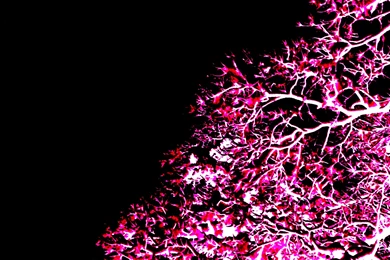 Neon Pink And Green Backgrounds