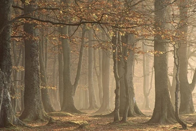 Free HQ European Beechwood Forest Arbroath Angus Scotland ...