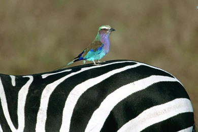 Lilac Breasted Roller On A Zebra   Zebras Wallpapers (38681610 ...