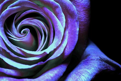 Beautiful Turquoise Rose HD Wallpapers