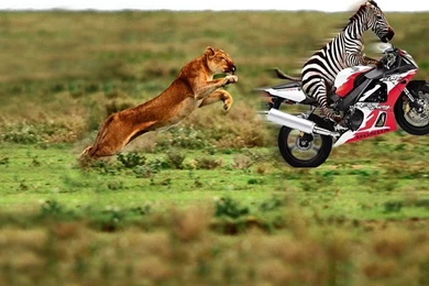 Wallpapers Animals HD – TheFunnyPlace