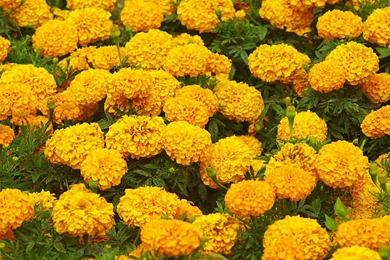 Marigold Flower Garden Wallpapers HD free for desktop