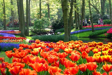 HD Beautiful Tulip Flower Garden Wallpapers Ultra HD ...