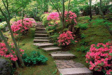 Azaleas Japanese Garden HD Wallpaper, Azaleas Japanese Garden ...