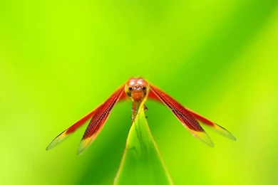 Insect Wallpapers