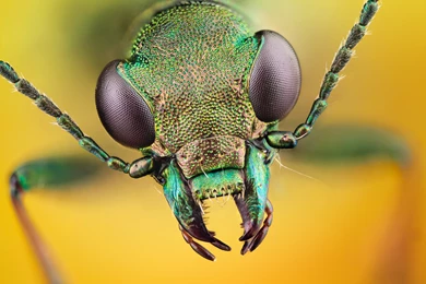 Free Creatures Wallpapers, Animals HD Desktop Wallpapers, Insects ...