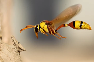 13 Quality Insect Wallpapers, Animals