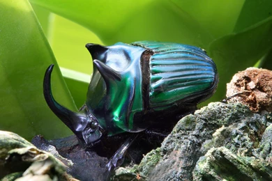 Insect Computer Wallpapers, Desktop Backgrounds