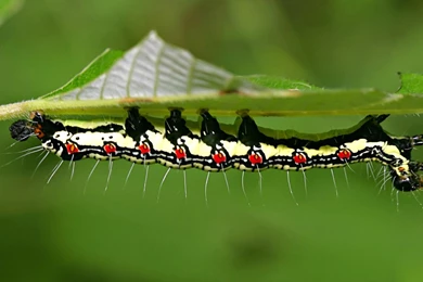 Insect, Wallpapers, Best, Animal (