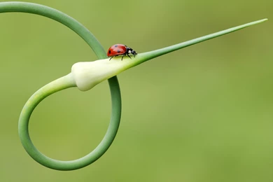 Insect Computer Wallpapers, Desktop Backgrounds