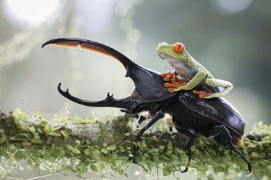 Frog Over Insect Wallpapers