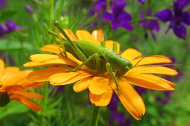 Insect Wallpaper Backgrounds