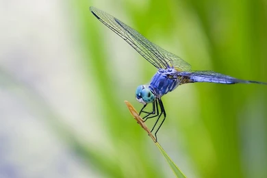 Nature Insect Dragonfly Wallpapers   (