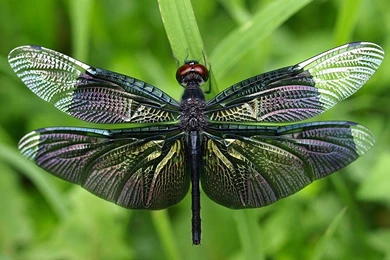 Cuegyo: Insects Hd Wallpapers, Insect Wallpapers