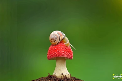 WALLPAPERS FREE DOWNLOAD