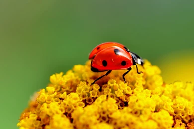 Ladybug Insect Wallpapers
