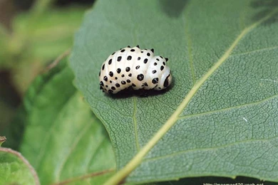 Insect Wallpapers   The Beautiful Insects76   Wallcoo.net