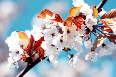 Spring Wallpapers For Desktop ~ Toptenpack.com