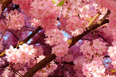 Spring Wallpaper Backgrounds Free AH8