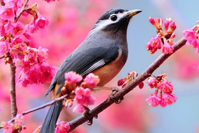 Spring Bird Beautiful Wallpapers
