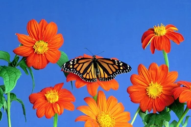 Free Spring Wallpapers For Computer Desktop Backgrounds