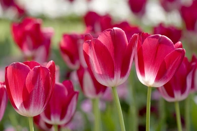 Spring Desktop Wallpapers