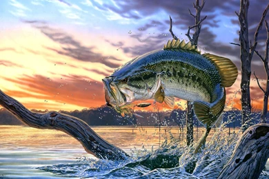 Fishing Desktop Wallpaper. Fish Desktop Backgrounds. 1680x1050px ...