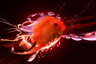 10 Best Photos Of Free 3D Fish Desktop Backgrounds Wallpapers ...