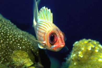 Desktop Wallpapers · Gallery · Animals · German Blue Ram Fish ...