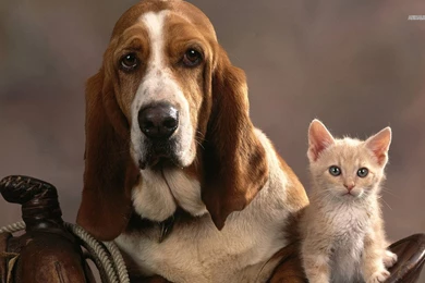 Basset Hound Wallpapers HD Download