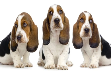 Basset Hound HD Wallpapers
