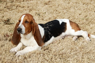 Basset Hound Wallpapers Wallpapers Cave