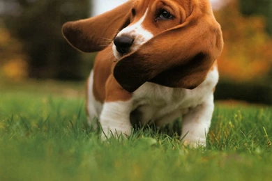 Basset Hound Wallpapers Wallpapers Free Basset Hound Wallpapers ...