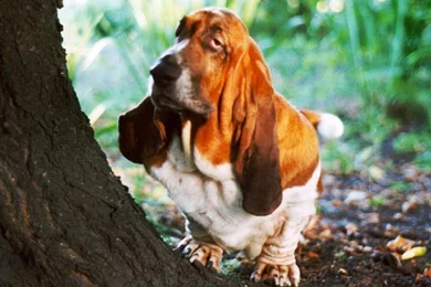 Basset Hound Wallpapers HD Download