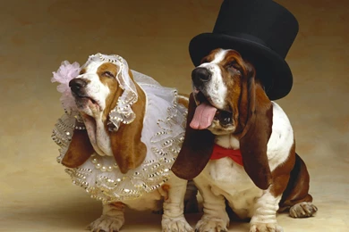 Basset Hound Wallpapers HD Download