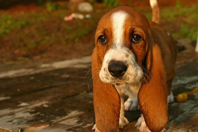 Basset Hound Wallpaper.