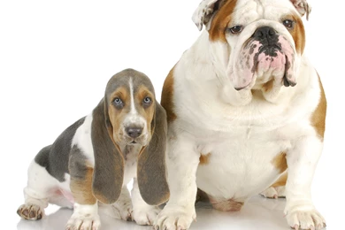 Dogs Two Bulldog Basset Hound Animals Wallpapers