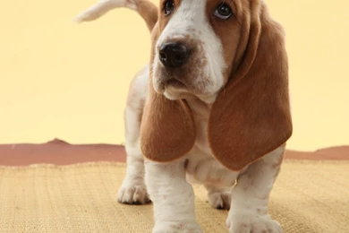 Animals___Dogs_A_beautiful_young_basset_hound_049601_.jpg