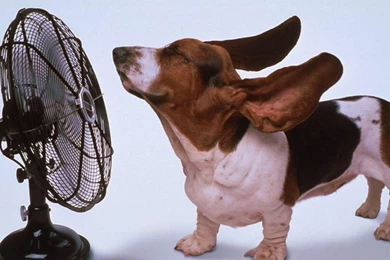 Wallpaper: Basset Hound, Dog, Fan, Blowing, Cool, Refreshing ...