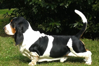 Basset Hound Lovely 1440x900 Wallpapers,Basset Hound 1440x900 ...