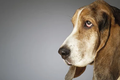 Download Wallpapers Side Profile Of A Basset Hound (1920 X 1080 ...