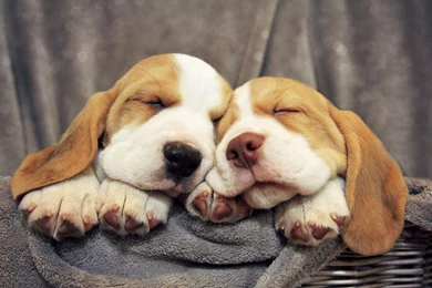 Basset Hound Wallpapers HD