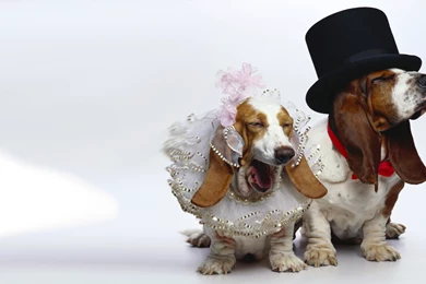 Basset Hound Android Wallpapers